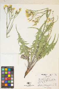 Crepis acuminata image