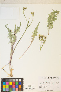 Crepis intermedia image