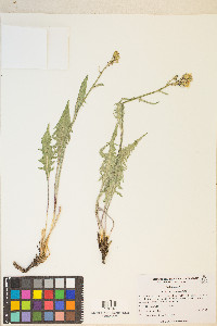 Crepis intermedia image