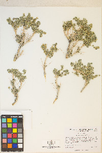 Picrothamnus desertorum image