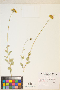 Encelia actoni image