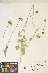 Encelia actoni image