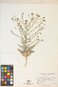 Dieteria canescens var. canescens image