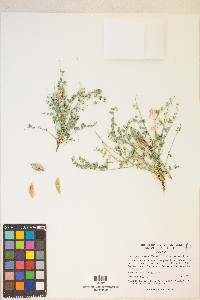 Astragalus beckwithii image