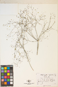 Eriogonum inflatum image