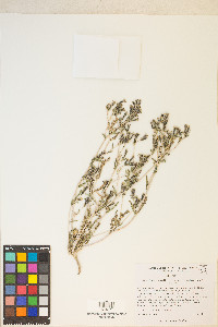 Mentzelia albicaulis image