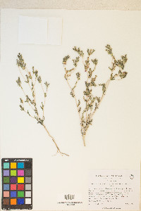 Mentzelia albicaulis image