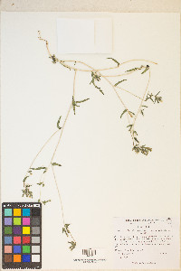 Mentzelia albicaulis image