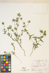 Mentzelia albicaulis image