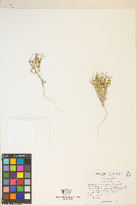 Eriogonum nidularium image