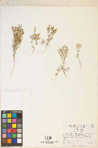 Eriogonum nidularium image