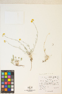 Sphaeromeria potentilloides image