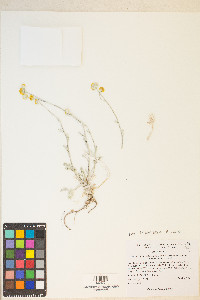 Sphaeromeria potentilloides image