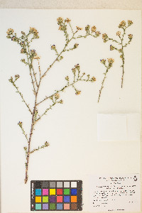 Dieteria canescens var. leucanthemifolia image