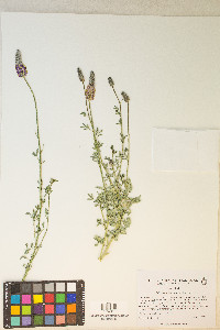 Dalea searlsiae image