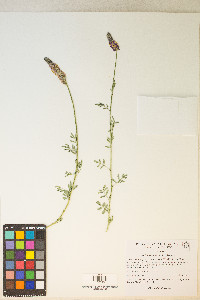 Dalea searlsiae image