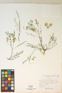 Astragalus lentiginosus var. semotus image