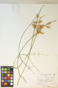 Astragalus serenoi image