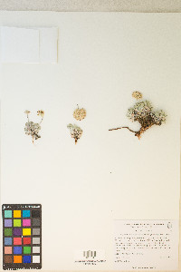 Eriogonum ovalifolium image