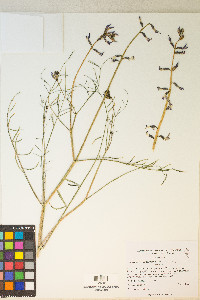 Astragalus serenoi image