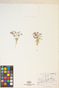 Eriogonum maculatum image