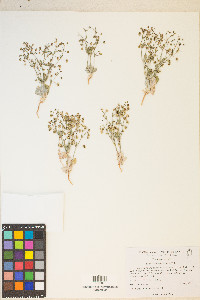 Eriogonum maculatum image