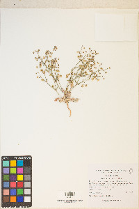 Eriogonum maculatum image