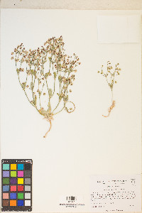Eriogonum maculatum image