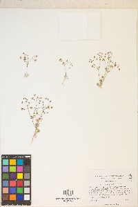 Eriogonum maculatum image