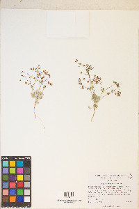 Eriogonum maculatum image