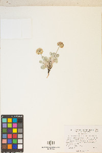 Eriogonum ovalifolium var. purpureum image