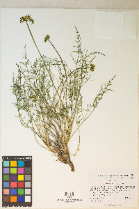 Pteryxia petraea image