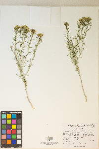 Chrysothamnus viscidiflorus subsp. viscidiflorus image