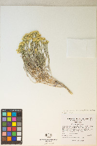 Chrysothamnus viscidiflorus subsp. puberulus image