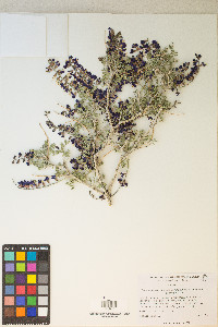 Psorothamnus arborescens var. minutifolius image