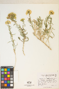 Chrysothamnus viscidiflorus subsp. viscidiflorus image