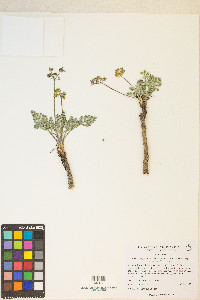 Lomatium foeniculaceum image