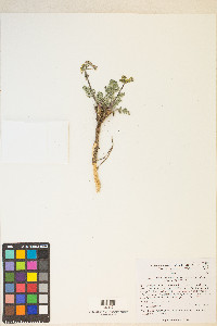 Lomatium foeniculaceum image