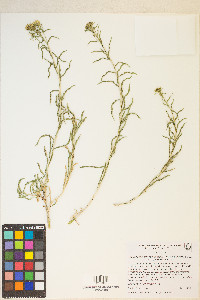 Chrysothamnus viscidiflorus subsp. puberulus image