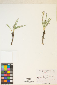 Agoseris parviflora image