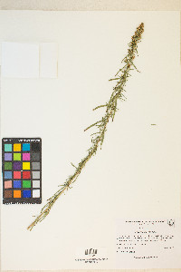 Artemisia dracunculus image