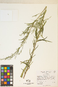 Artemisia dracunculus image