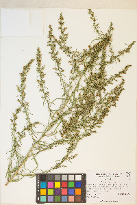 Artemisia dracunculus image