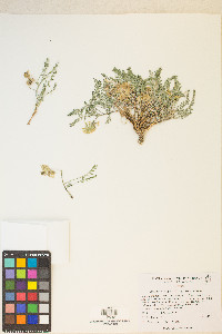 Astragalus lentiginosus var. semotus image