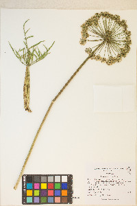 Angelica lineariloba image