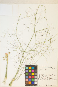 Eriogonum inflatum image