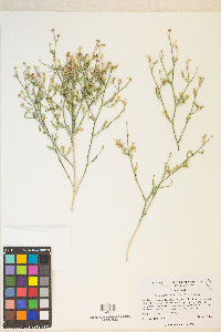 Stephanomeria pauciflora image