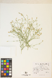 Stephanomeria pauciflora image