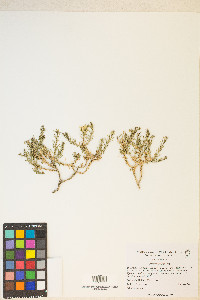 Ericameria nana image