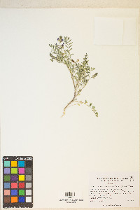 Astragalus lentiginosus var. fremontii image